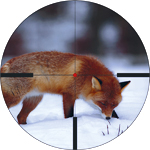With a Polar T96 riflescope